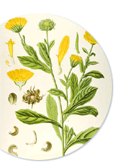 Arnica Montana